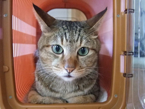 猫キャリーバッグ.jpg