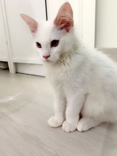 ペットホテルにお泊り 白猫のベルくん！