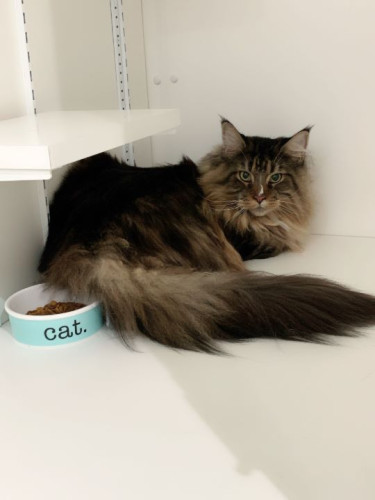 とっても大きなメインクーンのバロン君！！