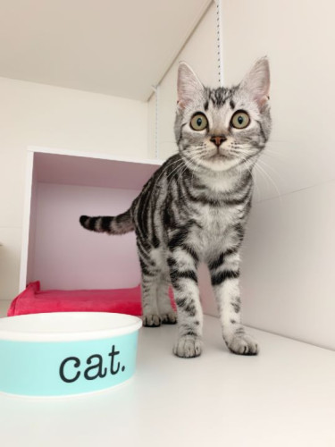 アメショの小さな美人さん、ニアちゃん☆