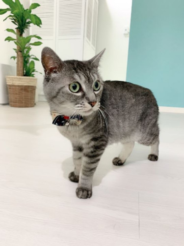 スイートルームに泊まりに来てくれた8歳の女の子、クッキーさん