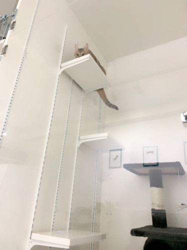 スイートルームに泊まりに来てくれた美猫サリーさん☆