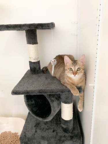 キャットタワーがお気に入り、サリーさん！