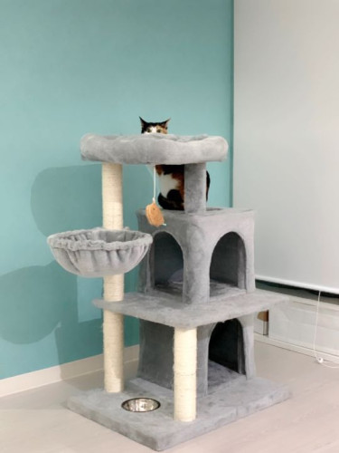 初めてフリースペースに出てみた猫さん＾＾