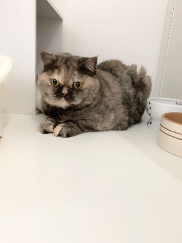 スイートルームに泊まりに来てくれた4歳の女の子、ハナさん❤️