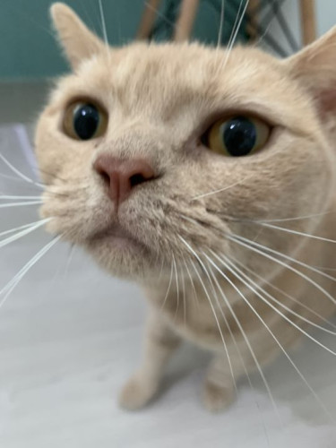 ペットホテル内お散歩、興味津々のうりちゃん！