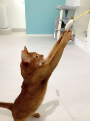 猫専用ホテルにお泊り ラムちゃん☆