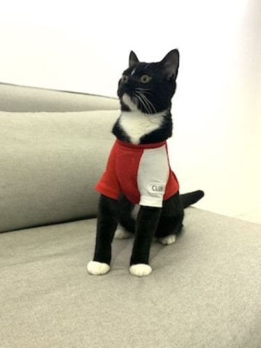 Jr.スイートに泊まりに来てくれた、ライオンくん！