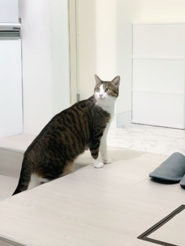 コンフォートルームに泊まりにきてくれた、ルルちゃん！