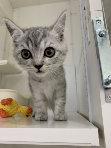 猫専用ペットホテルに泊まりに来てくれた、モモちゃん❤️