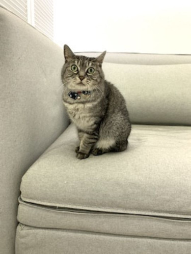 キャットホテルにお泊り　優しい性格のクッキーさん