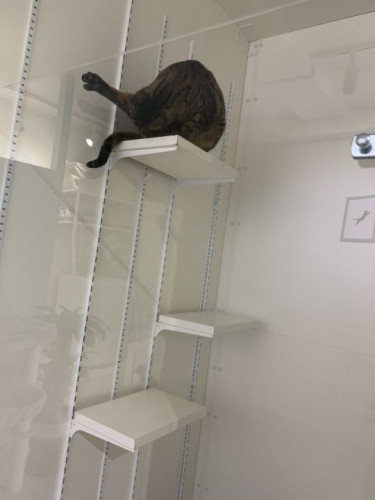 不思議な姿勢のアビーさん！