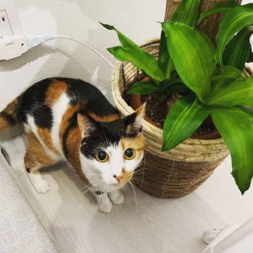 とても賢い三毛猫さん！