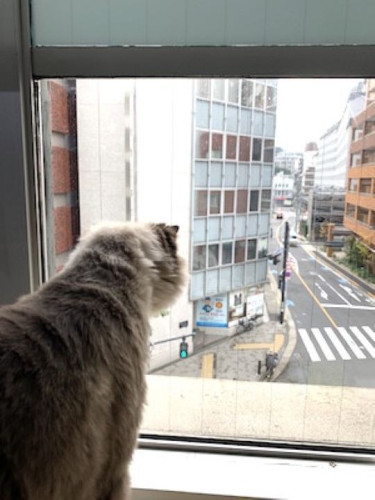 キャットホテル　実は人気の窓際スポット