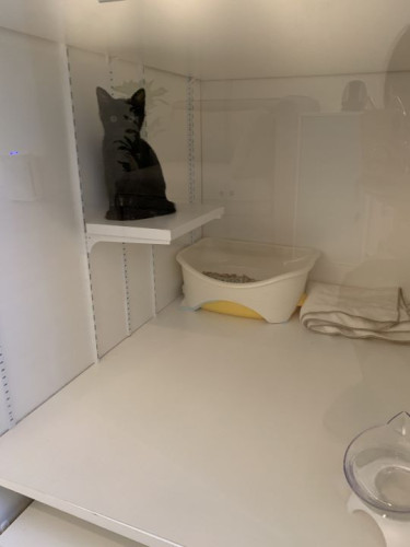 とっても小さい黒猫ちゃん！