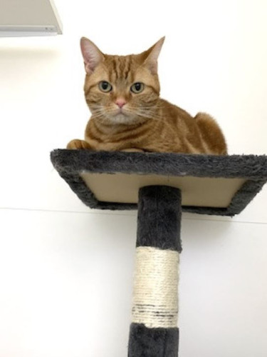 猫専用ホテル　キャットタワーのてっぺんが特等席！