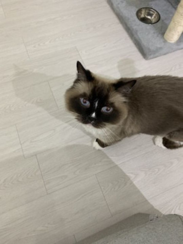 サマーカットの名残が残る、リロちゃんです！