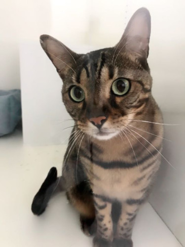 ペットホテル東京　お泊りに来た猫ちゃん