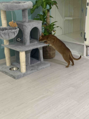 ペットホテル内の猫ちゃんのお散歩