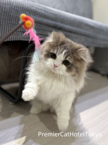 キャットホテルのフリースペースで遊ぶとろろちゃん♡