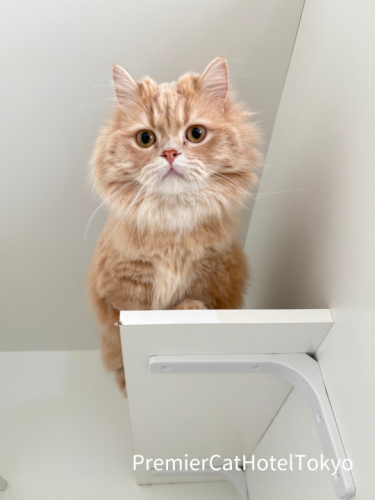 キャットホテルのステップがお気に入り、わさびくん♪