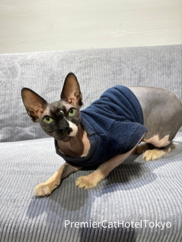 スフィンクスの男の子！