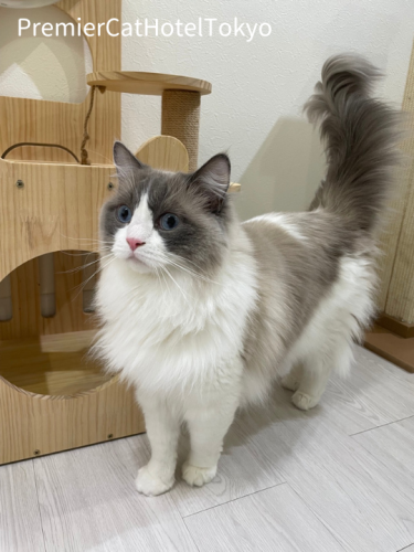 ラグドールの男の子🐾