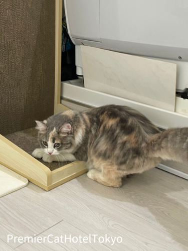 【猫専門ホテル】サイベリアンの女の子♪