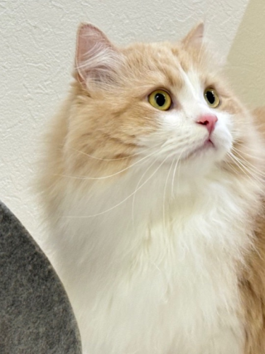 【猫専門ホテル】サイベリアンの男の子🐱