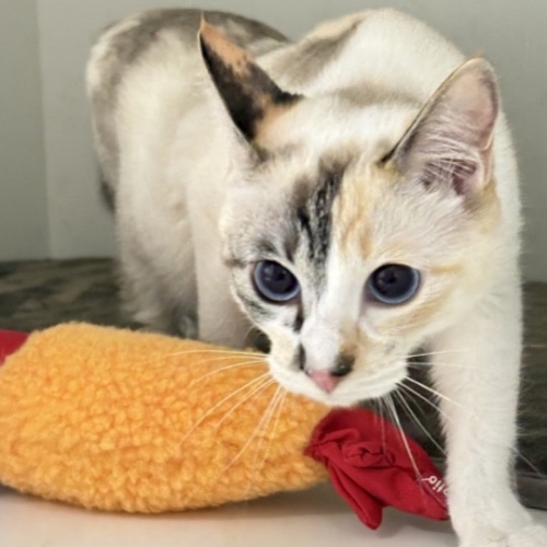 【猫専門ホテル】青い目の美猫さん✨