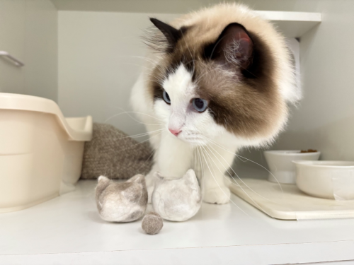 【猫専門ホテル】ラグドールの男の子🐱
