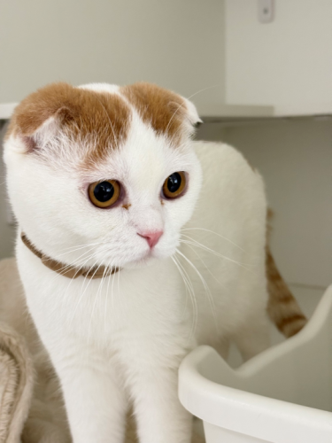 【猫専門ホテル】スコティッシュフォールドの男の子🐱