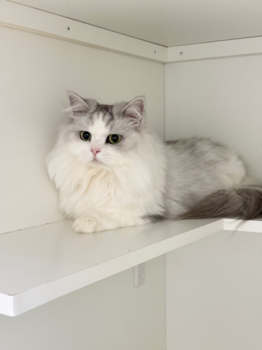 【猫専門ホテル】ミヌエットの女の子💕