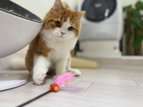 【猫専門ホテル】ぬいぐるみ🧸💓のような男の子🐱