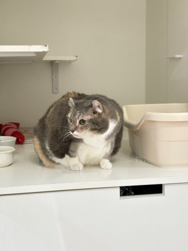 【猫専門ホテル】アメリカンカールの女の子🎀