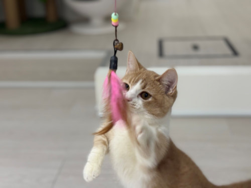 【猫専門ホテル】マンチカンの女の子🍓