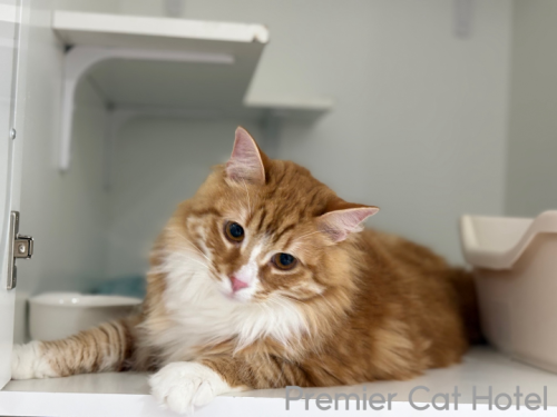 【猫専門ホテル】メインクーンの男の子💛