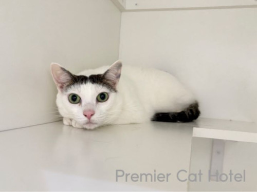 【猫専門ホテル】穏やかな黒白猫ちゃん💕