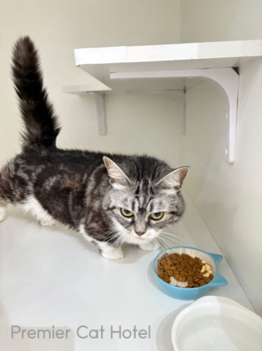 【猫専門ホテル】マンチカンの女の子🐈