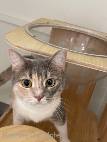 【猫専門ホテル】マンチカンの女の子🎀