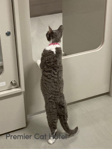 【猫専門ホテル】デボンレックスの女の子✨