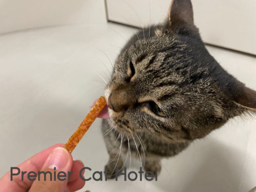 【猫専門ホテル】キジトラの女の子😻