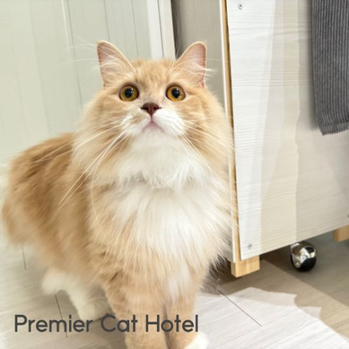 【猫専門ホテル】ラガマフィンの女の子🎀