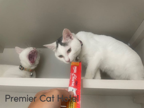 【猫専門ホテル】キジ白の美猫さん✨