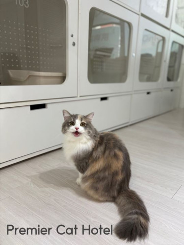 【猫専門ホテル】サイベリアンの女の子😽